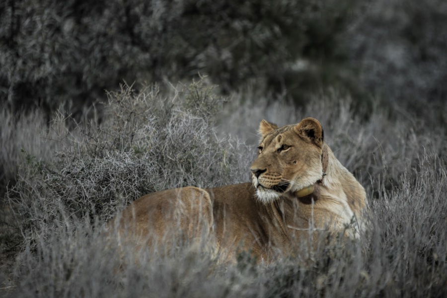 3900 - Lioness in the Karoo National ParkSearch | South African Tourism